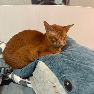 Telegram profile photo for Гуляй лесом ⦻