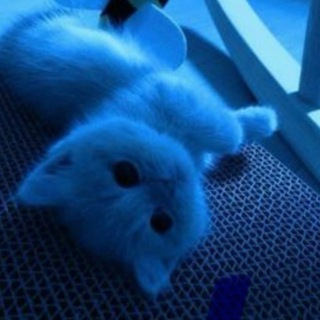 Telegram profile photo for x