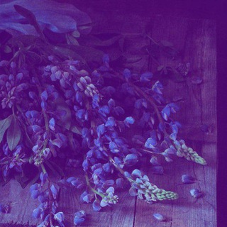 Telegram profile photo for 〘⃟𝑳𝒖𝒑𝒊𝒏𝒆'𝒔 𝑽𝒂𝒔𝒆〙