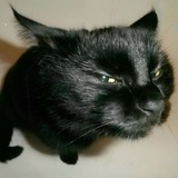 Telegram profile photo for могила котёнка