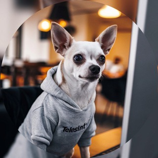 Telegram profile photo for Будни техподдержки Telesint