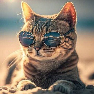 Telegram profile photo for Smith | Multi chain
