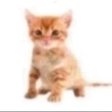 Telegram profile photo for Пропаганда эвтаназии