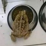 Telegram profile photo for Отзывы о рекламе Planet of Hentai
