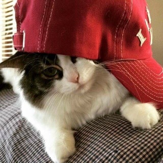 Telegram profile photo for переходник