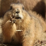 Telegram profile photo for rmarmot