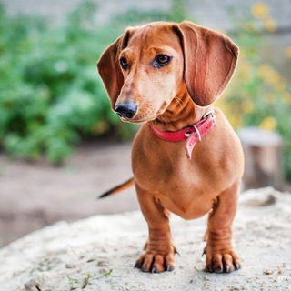 Telegram profile photo for Такси:Переродження