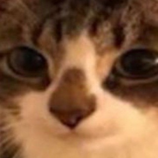 Telegram profile photo for info
