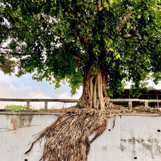 Telegram profile photo for လွင်ပြင်