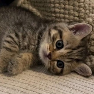 Telegram profile photo for Letter