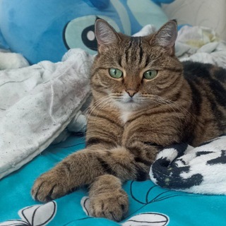 Telegram profile photo for Канальчик деда Ани