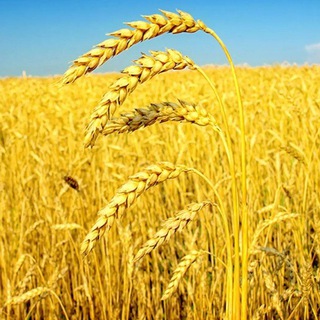 Telegram profile photo for ✔ زواجر✔