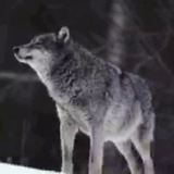 Telegram profile photo for Ансар