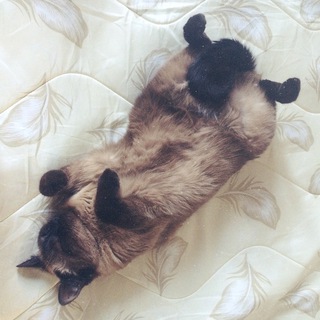 Telegram profile photo for kruzhok_pirozhok