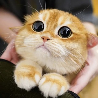 Telegram profile photo for Скидочку сделате?