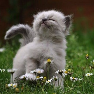 Telegram profile photo for Cat gifs & Stickers