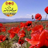 Telegram profile photo for صدای تازه کند