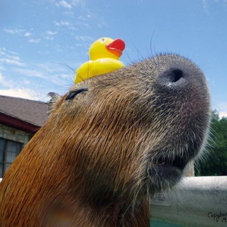 Telegram profile photo for Гусь Руслан адвенчарс
