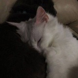 Telegram profile photo for скэриэл(!!!)