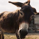Telegram profile photo for Балканский кадр