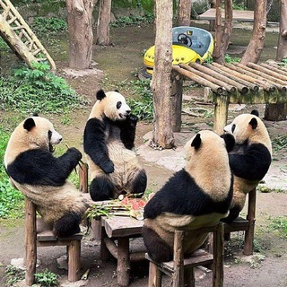 Telegram profile photo for 凯发·代理活动规则