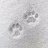 Telegram profile photo for kucing