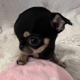 Telegram profile photo for ЩП | моллек