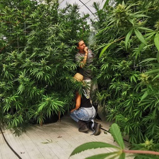 Telegram profile photo for CannaOrganic