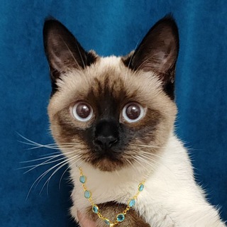 Telegram profile photo for Руся Бусы🍀