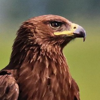 Telegram profile photo for LVL F