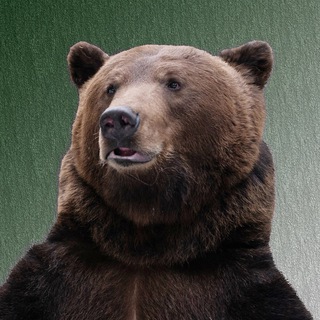 Telegram profile photo for Медведь Том