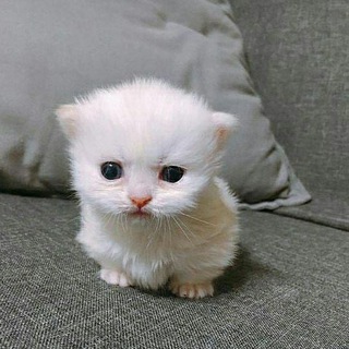 Telegram profile photo for жесть котята блин