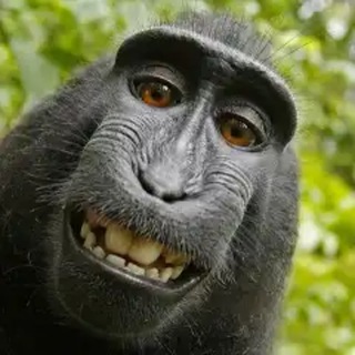 Telegram profile photo for VPACT by C4