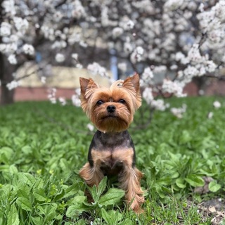 Telegram profile photo for Dogs Diary