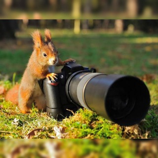 Telegram profile photo for 🍃The nature diary🍃