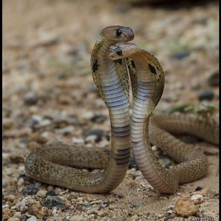 Telegram profile photo for Кобры||Лайфканал 🐍