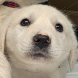 Telegram profile photo for Пёсий телеграм