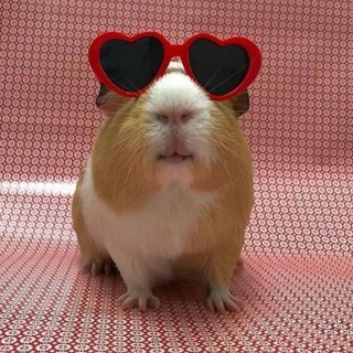 Telegram profile photo for Морские Свинки🐹