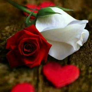 Telegram profile photo for 🕊️غرباء في زمن الفتن🌹