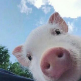 Telegram profile photo for 哈皮每周更新2万条顶级超高密正一手jp鱼🇯🇵只收usdt