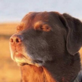 Telegram profile photo for онлик муара (отзовик)