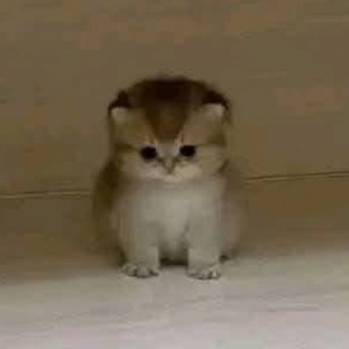 Telegram profile photo for настя, не саня