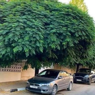 Telegram profile photo for حب المصطفى