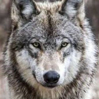 Telegram profile photo for MAʼRUF.