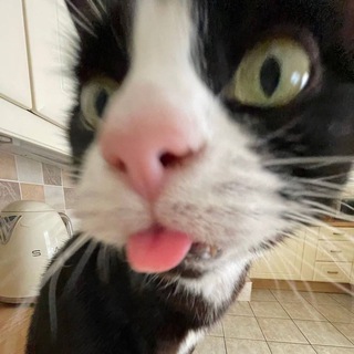 Telegram profile photo for погладь кота