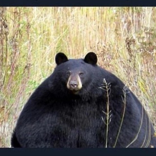 Telegram profile photo for Incriminating Online Footprint