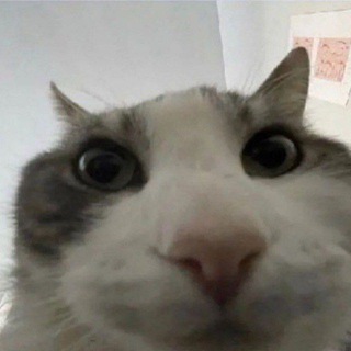 Telegram group profile photo for Beeson chat