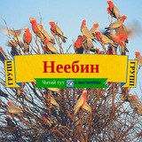 Telegram profile photo for Неебин
