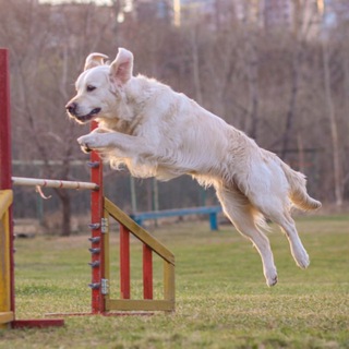 Telegram profile photo for шарбатдори