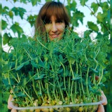 Telegram profile photo for microgreen_rossosh